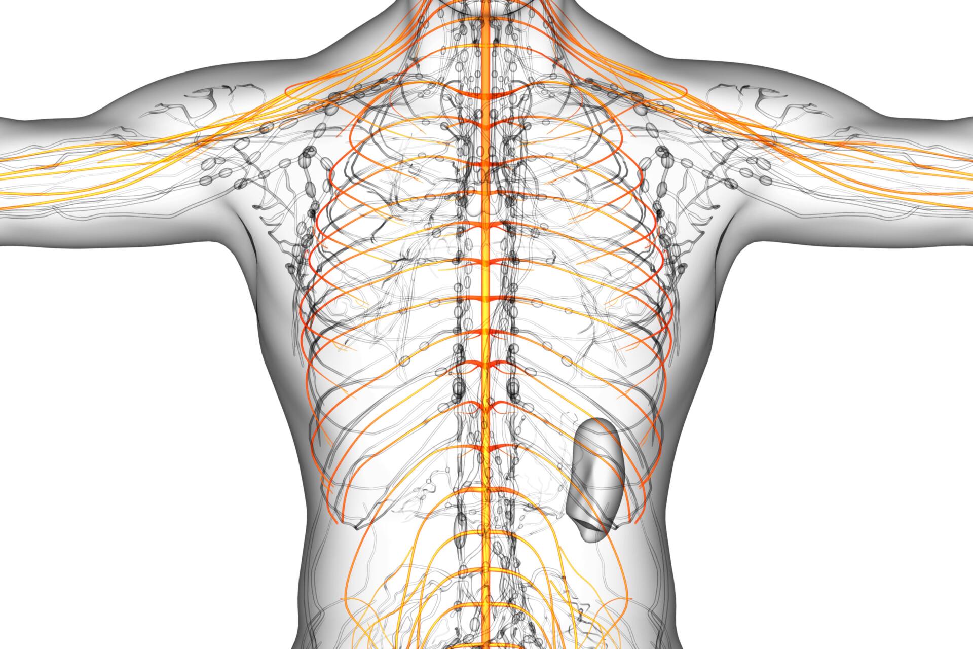 背骨でコンディションを整えましょう！