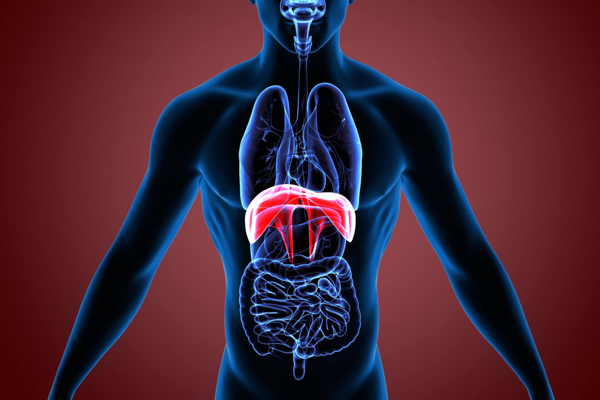 カイロプラクティック　症状　横隔膜ケア