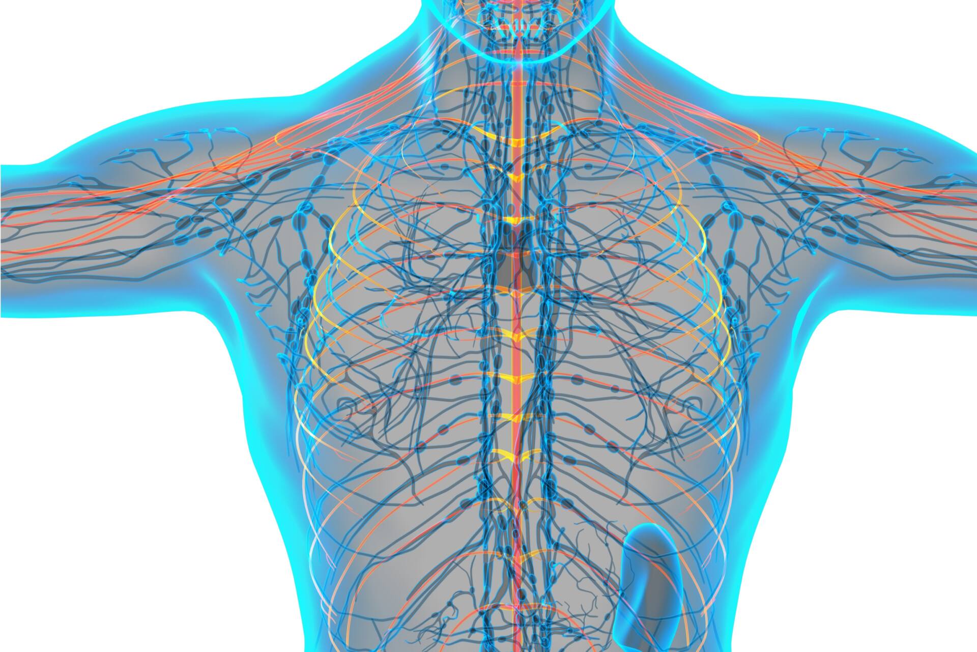 自律神経の不調を整えるカイロプラクティックの力