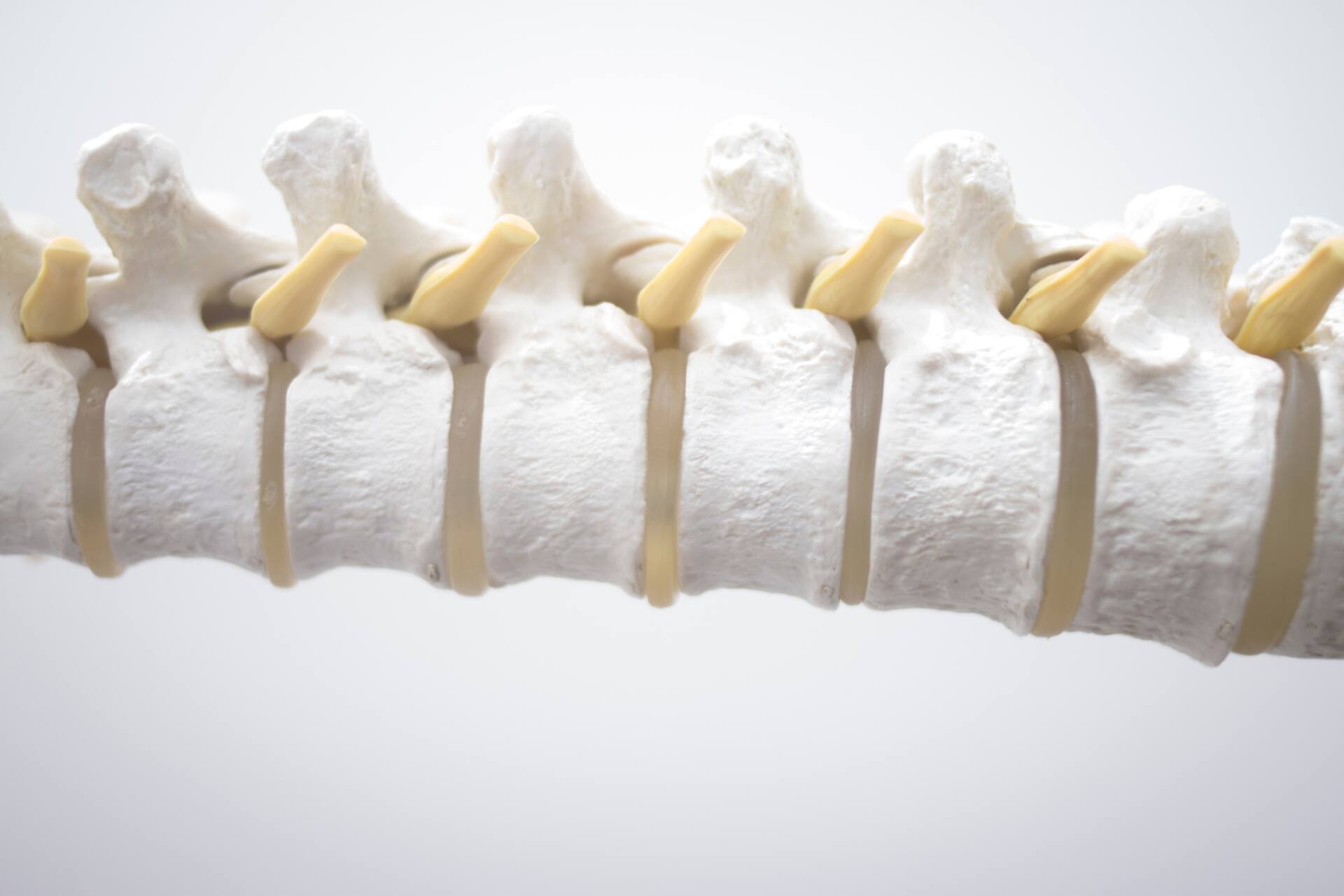 自律神経、カイロプラクティック