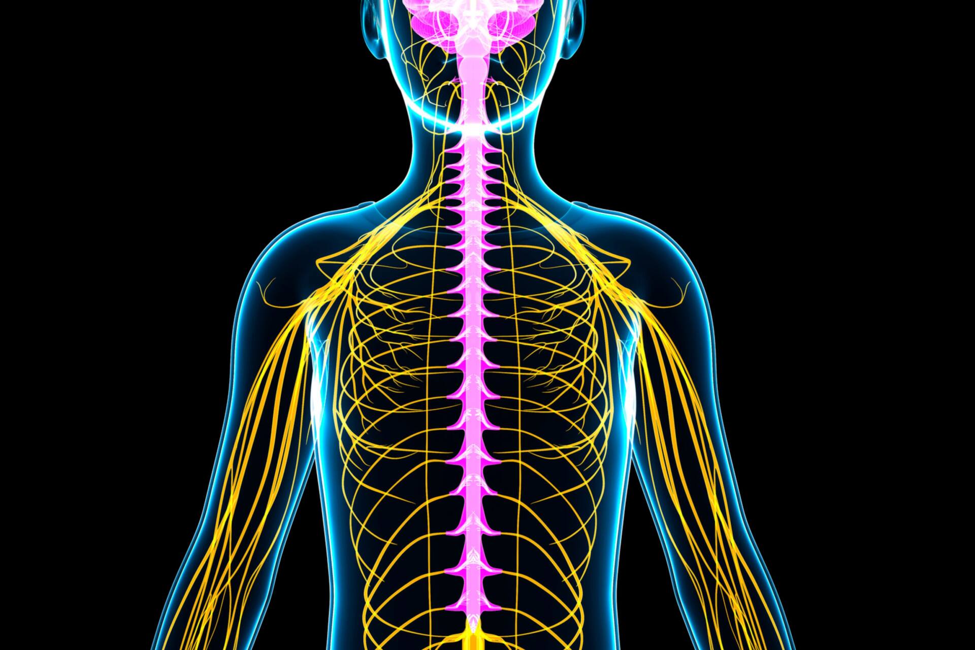 自律神経、カイロプラクティック