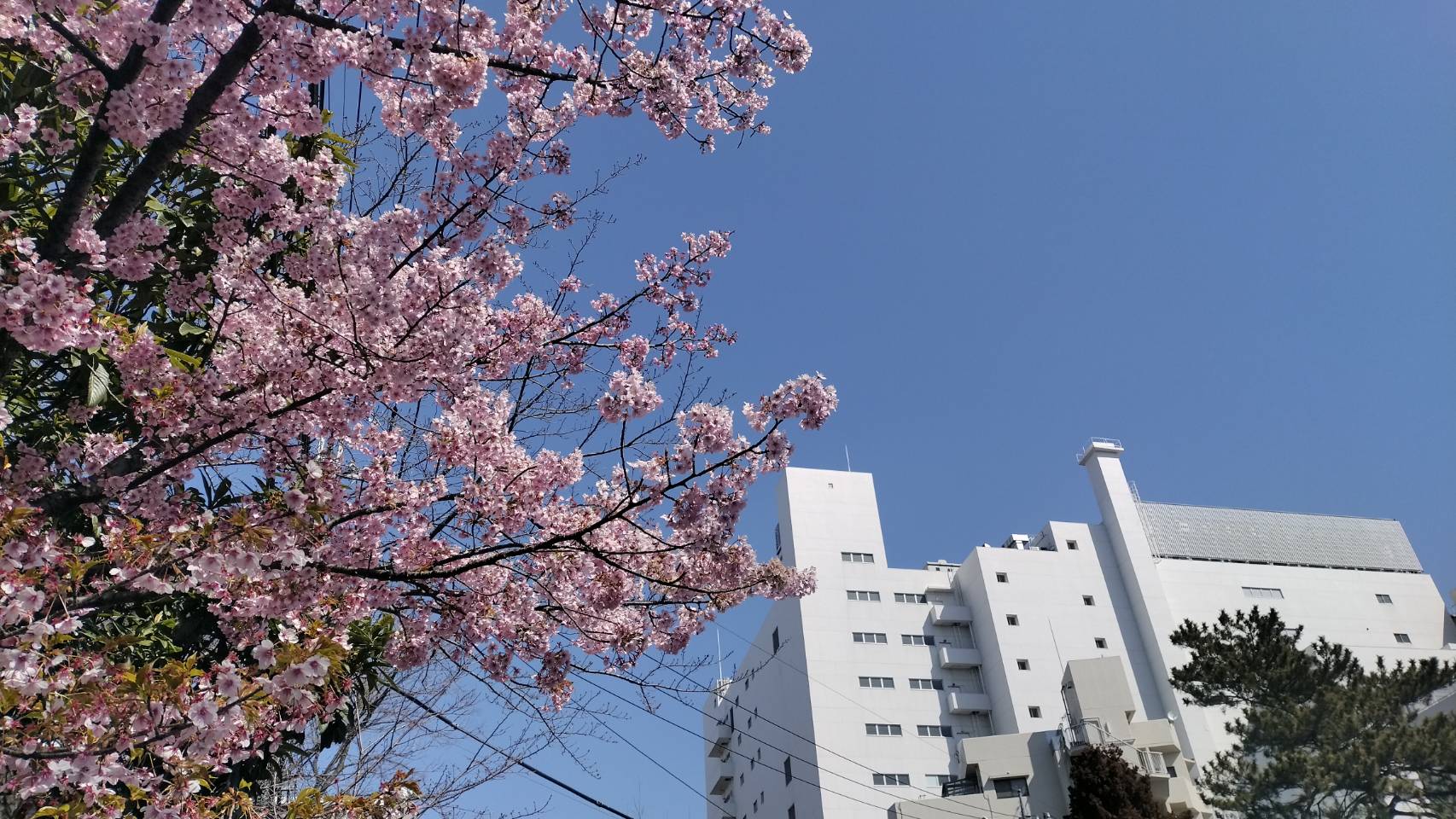 河津桜、松戸