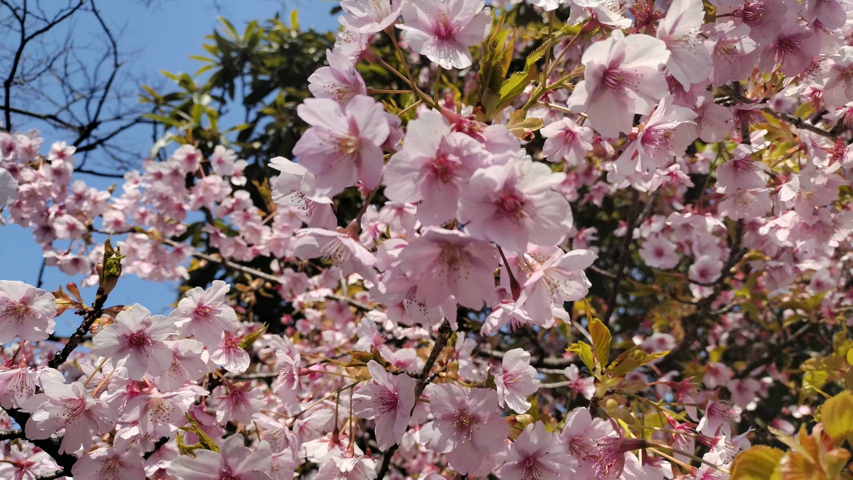 3月の松戸さんぽ