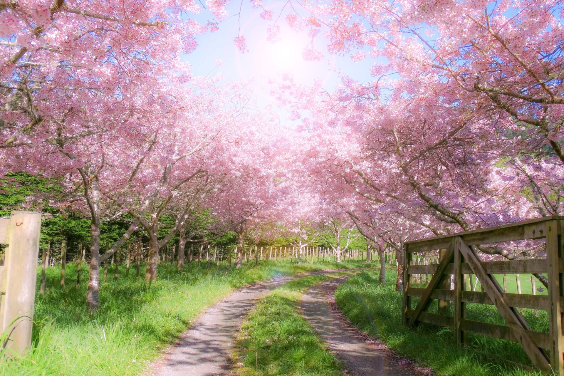 春は「木」の時季